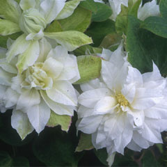 Clematis - Duchess of Edinburgh And Miss Bateman