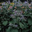 Herb Seeds - Borage Average Packet Content 70 seeds - Vegetable Seeds