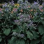 Herb Seeds - Borage
