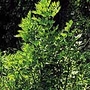 Herb Seeds - Lovage Units: Average Packet Content 125 seeds - Vegetable Seeds