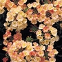 Verbena F1 Peaches And Cream