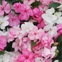 Impatiens Fanciful F1 Sweetheart