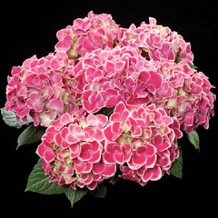 Hydrangea Tivoli Red