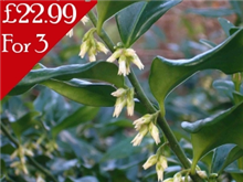 Sarcococca confusa 'Sweet box'