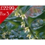 Sarcococca confusa 'Sweet box'