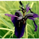 Iris 'Deep Black'