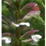 Acanthus mollis 'Bear's Breeches'