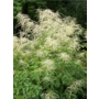 Aruncus dioicus 'Goatsbeard'