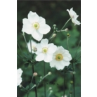 Japanese Anemone 'Anemone x hybrida Honorine Jobert'