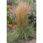 Striped feather reed 'Calamagrostis x acutifora Overdam'