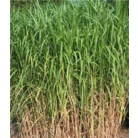 Miscanthus x giganteus floridulus