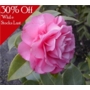 Camellia x williamsii Debbie