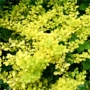 Berberis thunbergii Aurea 'Berberry'