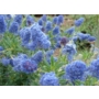 Ceanothus Concha 'Californian Lilac'