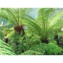 Dicksonia antarctica 'Tree Fern'