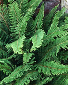 Polystichum setiferum 'Soft Shield Fern'