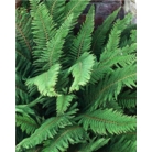 Polystichum setiferum 'Soft Shield Fern'
