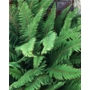 Polystichum setiferum 'Soft Shield Fern'
