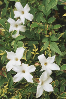 Jasminum officinale 'Common White Jasmine'