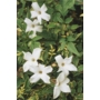 Jasminum officinale 'Common White Jasmine'