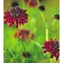 Scabiosa atropurpurea Chile Black 'Pincushion Flower'