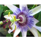 Passiflora caerulea 'Passion flower'