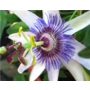 Passiflora caerulea 'Passion flower'