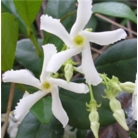 Trachelospermum jasminoides 'Star jasmine'