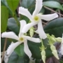 Trachelospermum jasminoides 'Star jasmine'