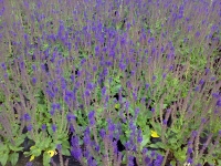 Salvia x  Sylvestris (Mainacht) 'May Night'