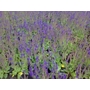 Salvia x  Sylvestris (Mainacht) 'May Night'