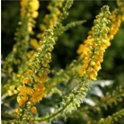 Mahonia media Charity 'Mahonia'