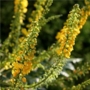 Mahonia media Charity 'Mahonia'