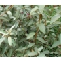 Elaeagnus Quicksilver 'Elaeagnus'