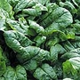 Spinach F1 Scenic Seeds  - Vegetable Seeds