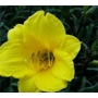 Hemerocallis Bitsy 'Daylily'