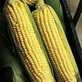 Sweet Corn F1 Applause Seeds  - Vegetable Seeds
