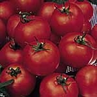 Tomato F1 Nimbus Seeds Units: Average Packet Content 30 seeds - Vegetable Seeds