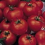 Tomato F1 Nimbus Seeds Units: Average Packet Content 30 seeds - Vegetable Seeds