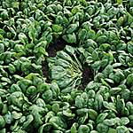 Spinach F1 Tarpy Seeds Units: Average Packet Content 250 seeds - Alan Titchmarsh Organic Vegetable Seeds