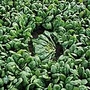 Spinach F1 Tarpy Seeds Units: Average Packet Content 250 seeds - Alan Titchmarsh Organic Vegetable Seeds