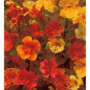 Mimulus