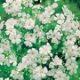 Gypsophila Covent Garden White Seeds