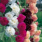Hollyhock Chaters Mix Seeds