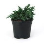 Juniperus squamata Blue Star - Flaky Juniper