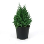 Juniperus chinensis Pyramidalis - Chinese Juniper