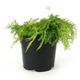 Juniperus x media Carbery Gold - Carbery Gold Juniper