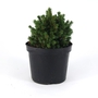 Picea glauca Albertiana Globe - White Spruce