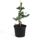 Picea pungens Hoopsii Colorado Spruce