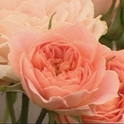Sweet Dream  Patio Rose